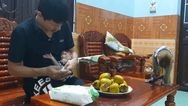 Smart Monkey Baby Loves Fruit Dad Takes Care Of Sam And Asher