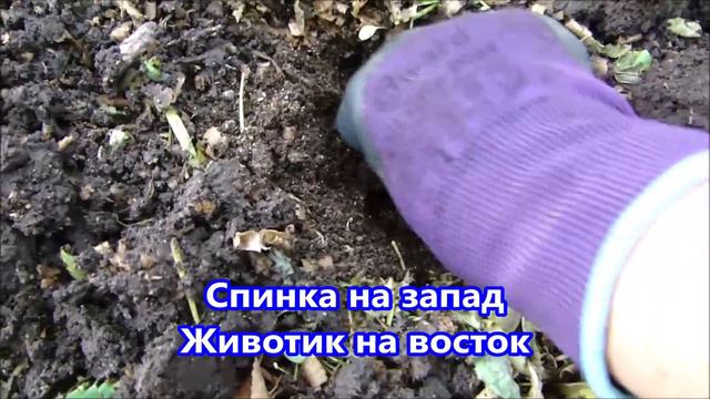 Вырастит крупный чеснок, если посадить с удобрением!