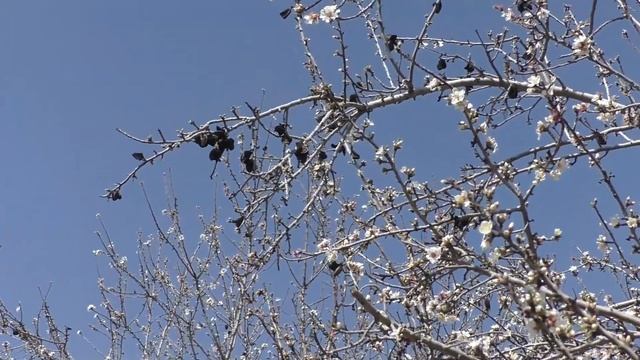 Цветение миндаля/ Almond flowers смотреть онлайн