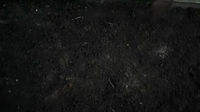 А как посеять сидераты,где и зачем? смотреть онлайн