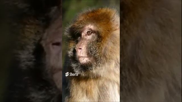?Обезьяна ? смотреть онлайн