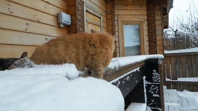 Трус балбес бывалый.Смотреть доконца!!! смотреть онлайн