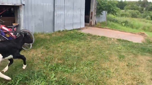 Sally & Scar Stretching their Legs! смотреть онлайн