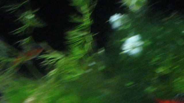 Spawning of scarlet barb (Puntius [Barbus] ticto) | Разведение алых барбусов (нерест) смотреть онлайн