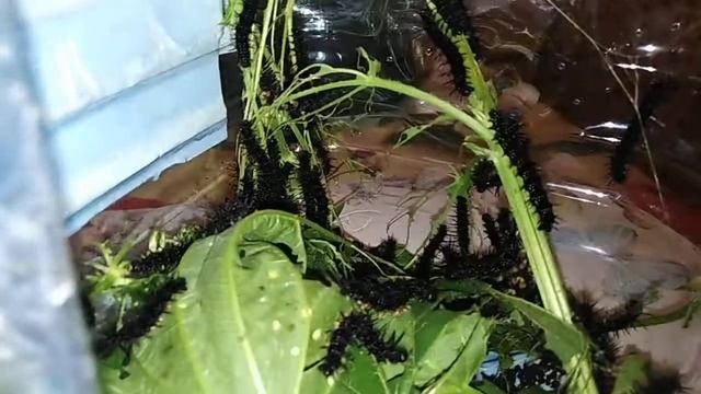 Гусеницы бабочки павлиний глаз часть 4