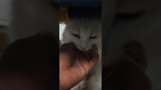 Кот под стулом смотреть онлайн