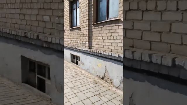 В Оренбурге «распустились» тюльпаны Шренка