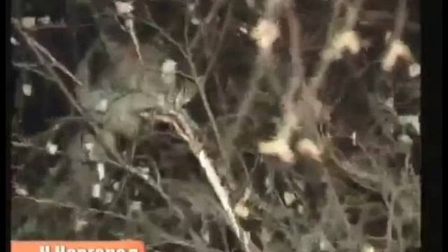 Барсик в Деревне дураков... смотреть онлайн