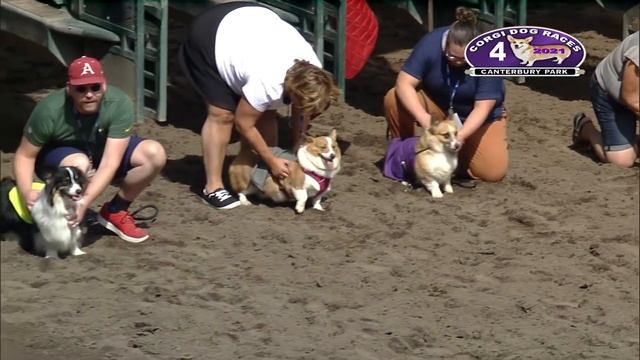 Canterbury Park Corgi Races August 1, 2021 смотреть онлайн