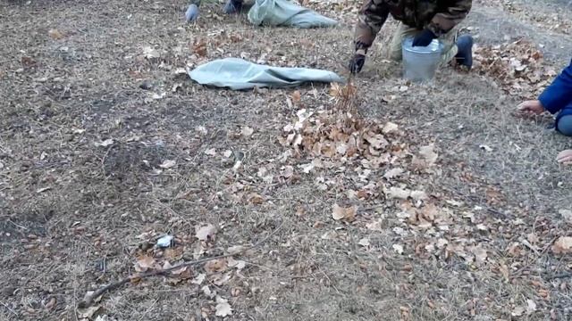 Сбор желудя 12.11.2020