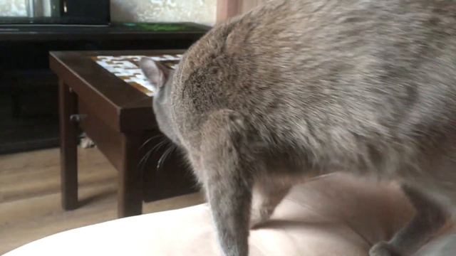 Котёнок из приюта, спустя 14 месяцев смотреть онлайн