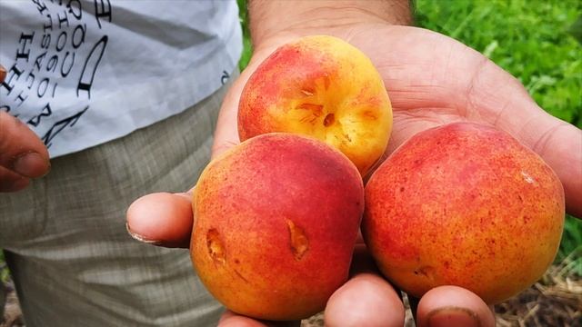 Уникальный АБРИКОС размером с персик смотреть онлайн