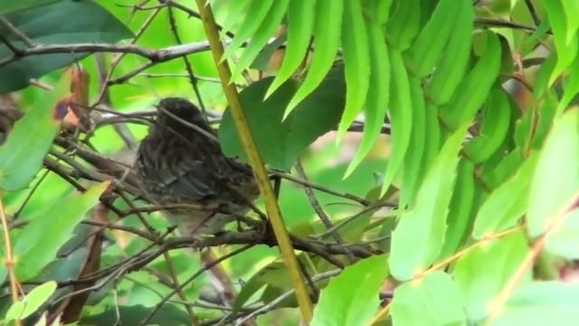 Baby Birds Leave The Nest Day 8 смотреть онлайн
