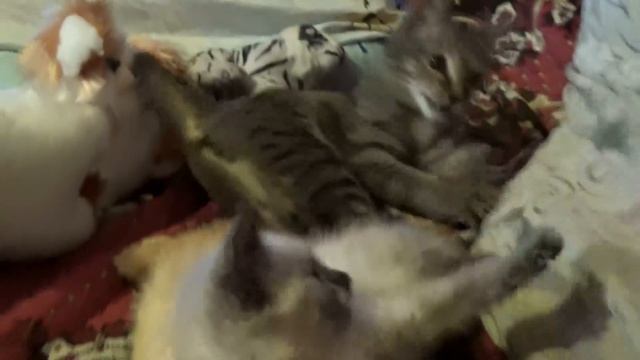 ВЕСЕЛЫЙ КОТ-ПУТЕШЕСТВЕННИК ❖ КОТОЖИЗНЬ! 22.06.2018 смотреть онлайн