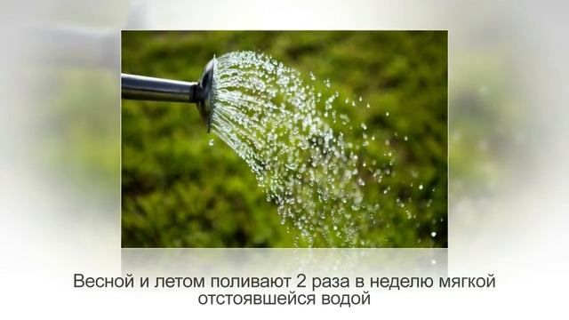 ЗЕБРИНА – неприхотливая ТРАДЕСКАНЦИЯ | Уход и разведение в домашних условиях смотреть онлайн