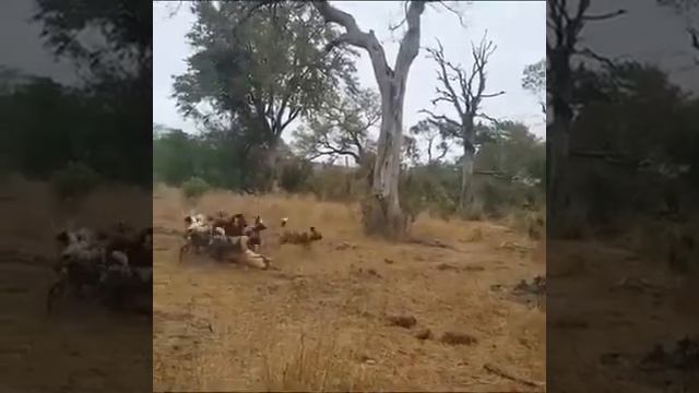 Jungle rule survival of the fittest смотреть онлайн