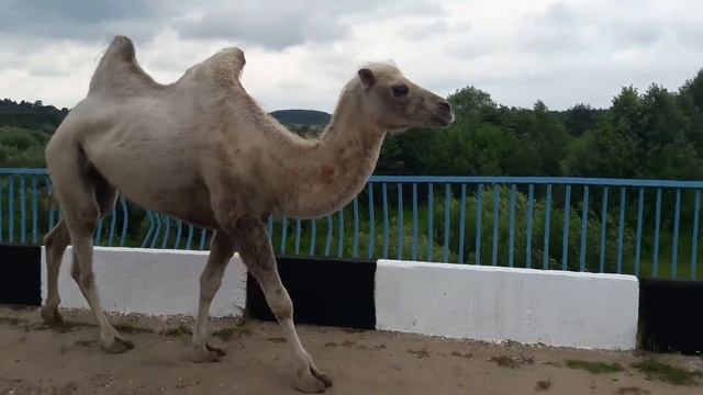 Верблюды в Рамешках!Тверь! смотреть онлайн