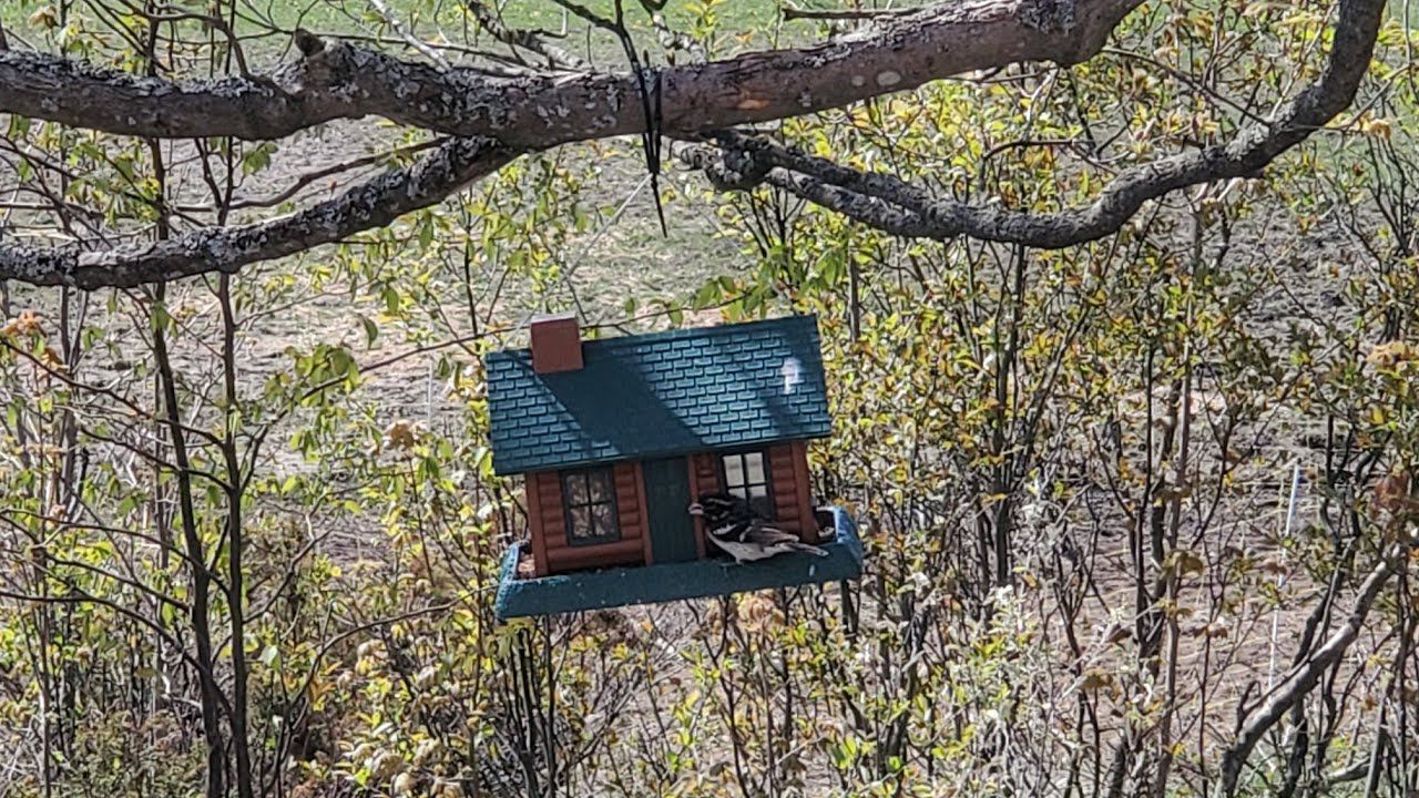 THE GREEN SHED смотреть онлайн