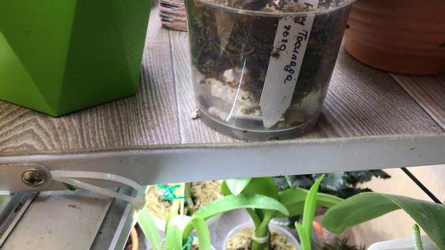 Dendrobium Roy Tokunaga и cattleya violacea alba смотреть онлайн