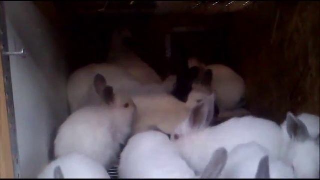 Крольчиха в охоте ПОЧЕМУ НЕ РАСТУТ КРОЛЬЧАТА смотреть онлайн