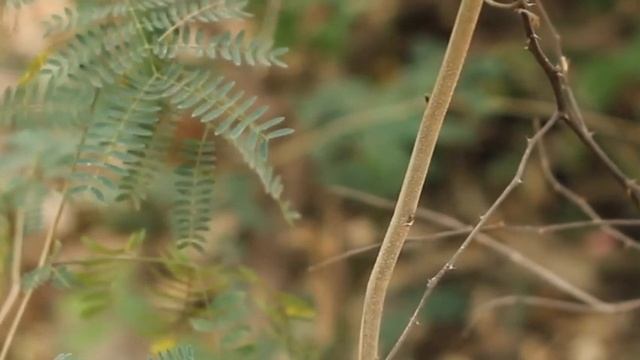 ТОП 10 самых интересных фактов об ИГУАНАХ смотреть онлайн