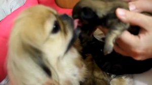 Какой маленький, какой хорошенький...