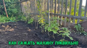 Как сажать малину правильно