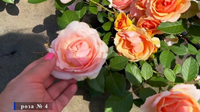 Номерные розы - новинки Питомника смотреть онлайн