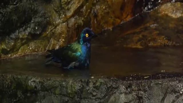 Гела Гуралиа Уesterday АРТ-видео смотреть онлайн