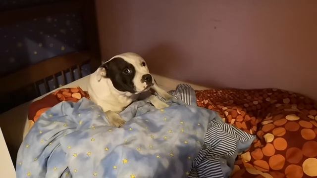 Стаффордширский бультерьер на кровати смотреть онлайн