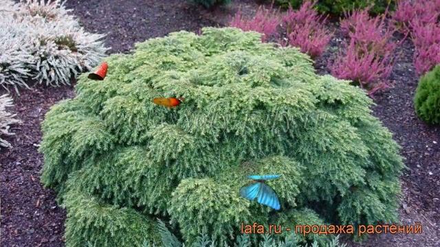 Тсуга канадская Эдделох (tsuga Canadensis Jeddeloh) ? обзор: как сажать, саженцы тсуги Эдделох