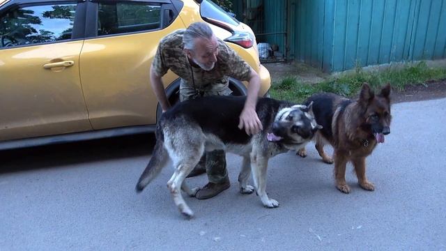 ОГРОМНЫЙ ВЕО Рэй и Немецкая Овчарка Дэя. Эти породы спутать невозможно! смотреть онлайн