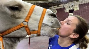 Обезьяна Боня с грязным носом но крепкими зубами | Дан Запашный и верблюды | Петиция дрессировщиков