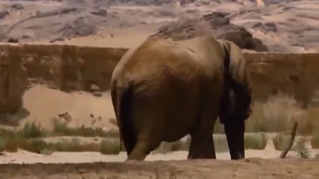 СЛОН - ИНТЕРЕСНЫЕ ФАКТЫ , СЛОН В ДЕЛЕ !!!