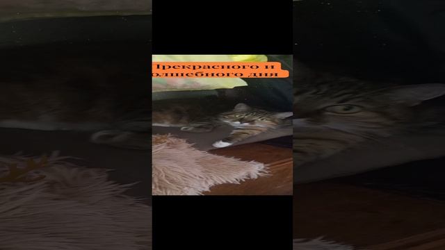 Хорошего вечера