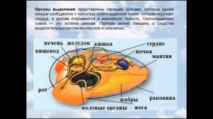 Общая характеристика моллюсков. Биология 7 класс