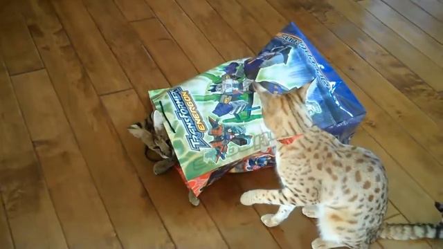 Leon S Draper's F1 Savannah Not Your Average Cat African Serval = Hybrid Exotic Savannah Cat Shoppe смотреть онлайн