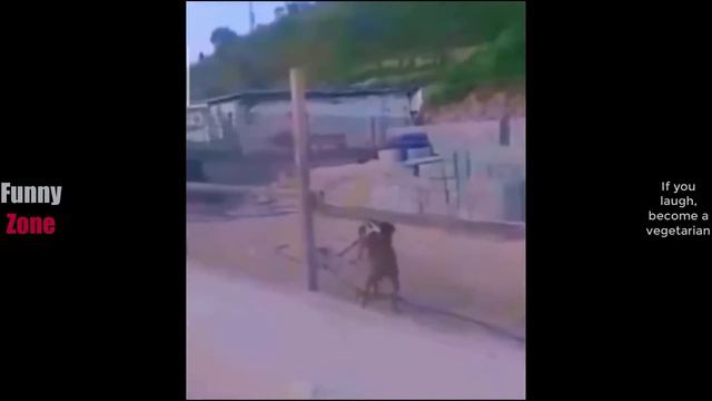 Попробуй не засмеяться (№16). Лучшие Приколы 2024 #СмешныеМоменты #shorts #ютубшортс #смех #приколы смотреть онлайн