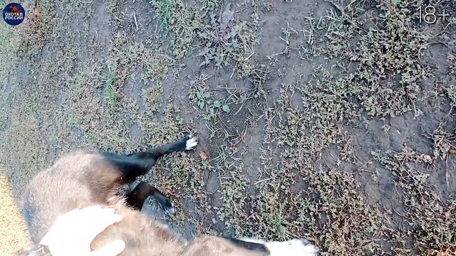 ДВА ЗВЕРЯ за ОХОТУ! МЕДВЕДЬ и ЛОСЬ. смотреть онлайн