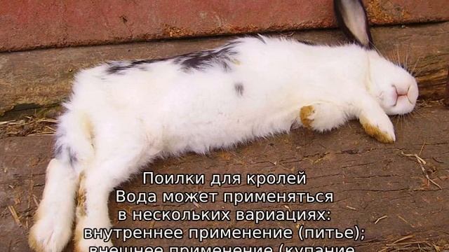 Как спасти кроликов от жары смотреть онлайн