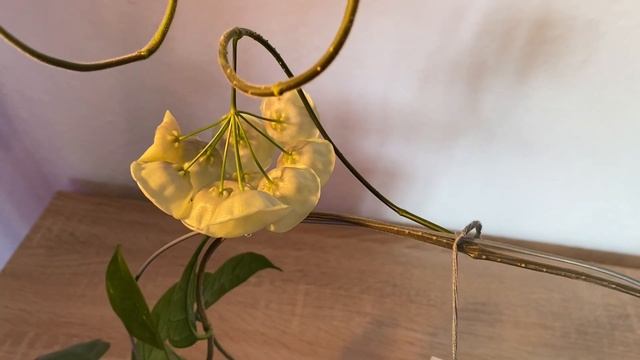 Вот и расцвела великолепная хойя дануменсис. ( Hoya danumensis)! смотреть онлайн