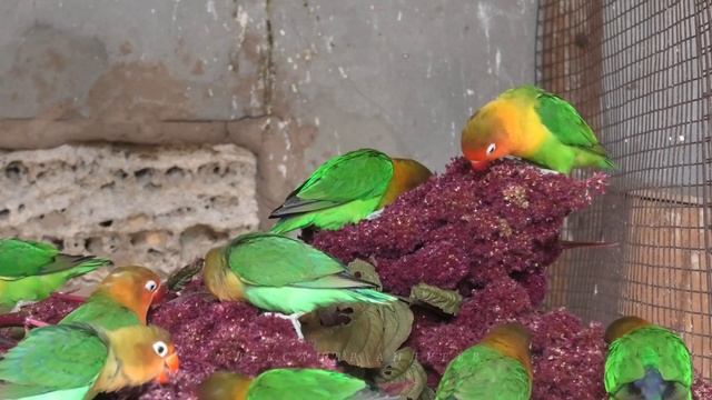 Неразлучники Фишера. Fischer's lovebird смотреть онлайн
