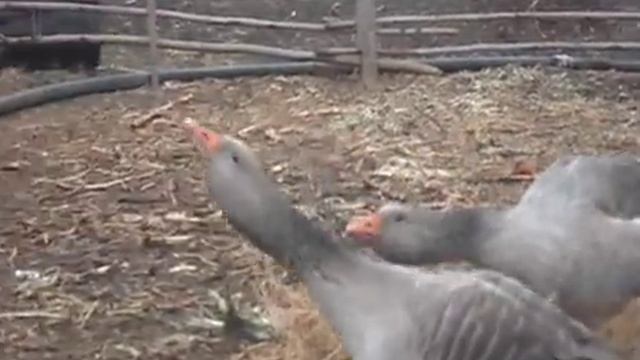 Серые гуси,гуси домашние разведение,разведение гусей. смотреть онлайн