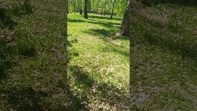 Показываю папе, как белок кормить#nature#2023#animals#squirrel#белка#парк смотреть онлайн