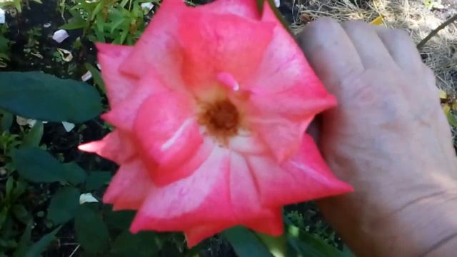 Розовый сад в лучах заходящего солнца #мойсад #розы смотреть онлайн