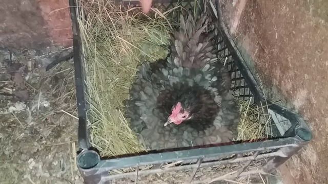 КАРЛИКОВЫЙ КОХИНХИН НАСЕДКА // ГДЕ БРАТЬ ЯЙЦО?? смотреть онлайн