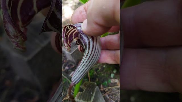 Аризема Фаржэ - Arisaema fargesii 16.07.08 смотреть онлайн