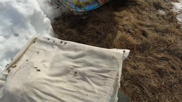 ВЕСНА 2022-ВЫСТОВЛЯЕМ ПЧЕЛ НА ОБЛЕТ -ЗИМОВКА ПЧЕЛ 100% смотреть онлайн