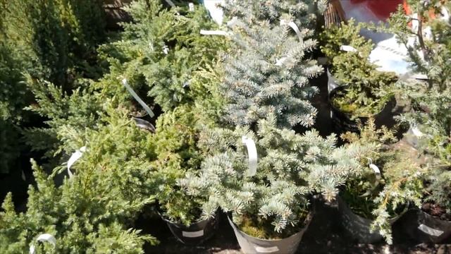 Какие хвойные можно посадить в саду? Ландшафтный дизайн с HitsadTV смотреть онлайн