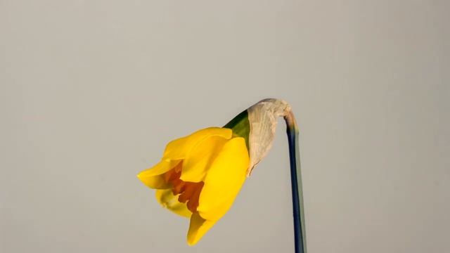 мир цветов \ world of flowers смотреть онлайн
